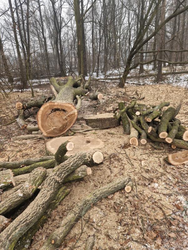 postupné kácení dubu poblíž plynové stanice Karviná